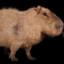 capybarnia