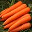 CaRrOt  mAn