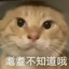 耄耋不知道哦