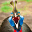 CASSOWARY