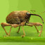 i luv weevils :3
