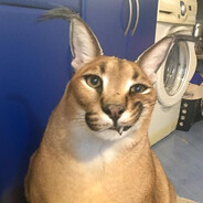 АмбасадорСисюлек