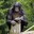 bonobo