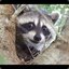 raccoon