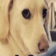 BigDog