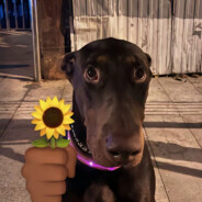 70老登在线打狙