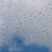 10 milion mosquitoes