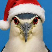 猫头鹰一问三不知