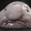 Pesce Blob