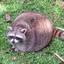 fatraccoon