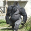 amchagorilla
