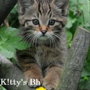 K!tty