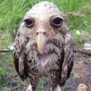 розбiнiк_ШУРКА