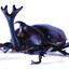 Beetle