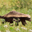 Honey Badger ✞