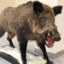 BIG_PIG