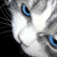 八旬老汉夜袭寡妇村