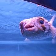 Сукальбач Скаракавучкакак