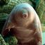 Tardigrade