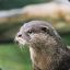 OtterNonsense216