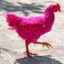 Manok Na Pink