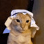 Arab Cat