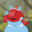 koolaid252