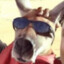 Jack the Kangaroo
