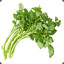 Watercress