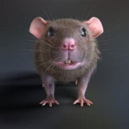 Rat avatar