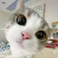 Can I eat ur pancros?