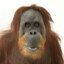 just an orangutan