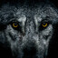 LONE WOLF