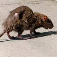 RataPodrida Steam avatar