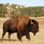 TheBisonWrangler