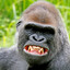 MONKEY RAGE