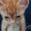 el gato