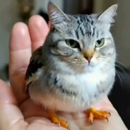 你猜我是猫头鹰还是猫