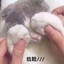 莫奈的猫