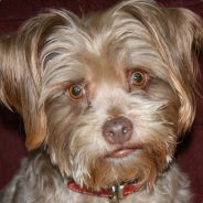 Talon - steam id 76561197971025601
