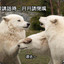 元元 (moon moon)