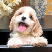 蜗牛快快跑得快