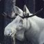 The Albino Moose