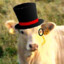 ClassyCow