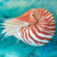 Nautilus