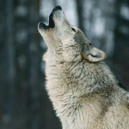 flameN7 - steam id 76561197989897785