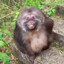 Stupid Monkey