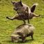 dawolf
