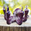 DN's avatar