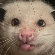 Possum